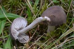 Dermoloma cuneifolium