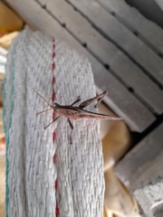 Insecta