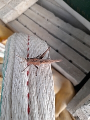 Insecta