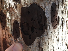 Biscogniauxia atropunctata