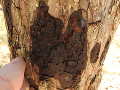 Biscogniauxia atropunctata