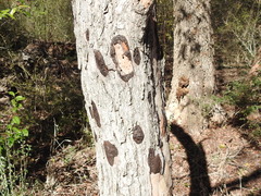 Biscogniauxia atropunctata