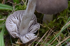 Dermoloma cuneifolium