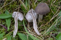 Dermoloma cuneifolium