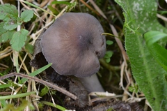 Dermoloma cuneifolium