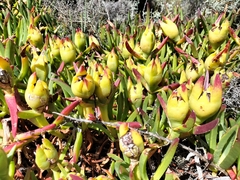 Carpobrotus edulis parviflorus