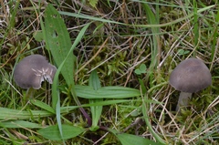 Dermoloma cuneifolium