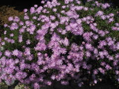 Lampranthus multiradiatus
