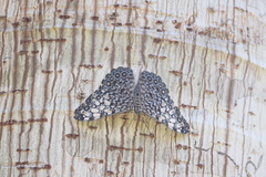 Hamadryas feronia