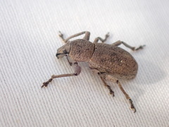 Geonemus flabellipes