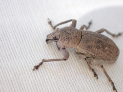 Geonemus flabellipes