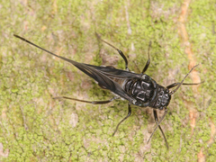 Aphididae