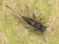 Aphididae