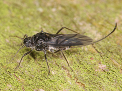 Aphididae