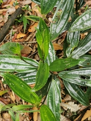 Meriania speciosa