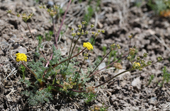Lomatium austiniae