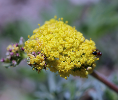 Lomatium austiniae