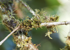 Championica cristulata