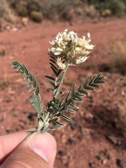 Sophora nuttalliana