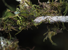 Championica cristulata