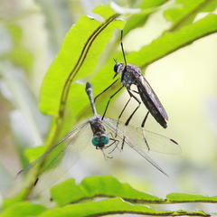 Archilestris capnopterus