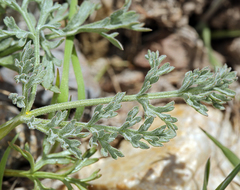 Lomatium austiniae