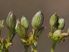 Lomatium austiniae