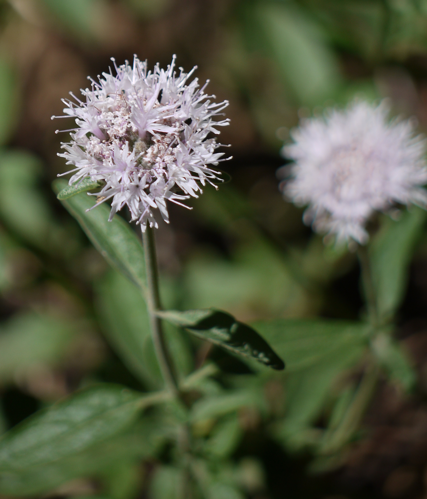Monardella odoratissima