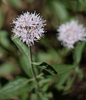Mountain Coyote Mint - Photo (c) randomtruth, some rights reserved (CC BY-NC-SA)