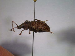 Otiorhynchus aurifer