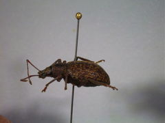 Otiorhynchus aurifer