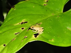Pristimantis erythropleura