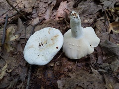 Lactifluus glaucescens
