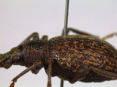 Otiorhynchus aurifer