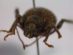 Otiorhynchus aurifer