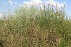 Baccharis articulata