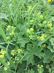 Alchemilla vulgaris