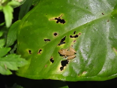 Pristimantis erythropleura