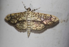 Haritalodes obliqualis