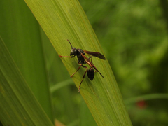 Mischocyttarus drewseni