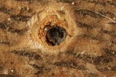 Splanchnonema ampullaceum