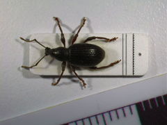 Otiorhynchus meridionalis