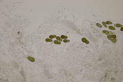 Splanchnonema ampullaceum