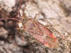 Pantilius tunicatus