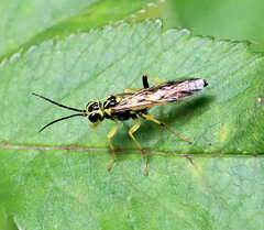 Tenthredo verticalis