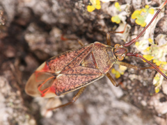Pantilius tunicatus