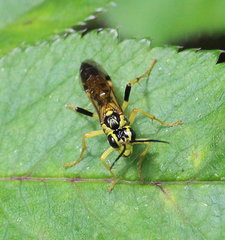 Tenthredo verticalis