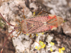 Pantilius tunicatus