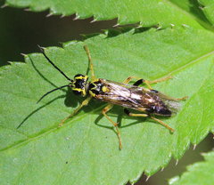 Tenthredo verticalis