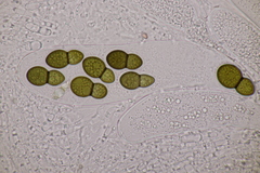 Splanchnonema ampullaceum